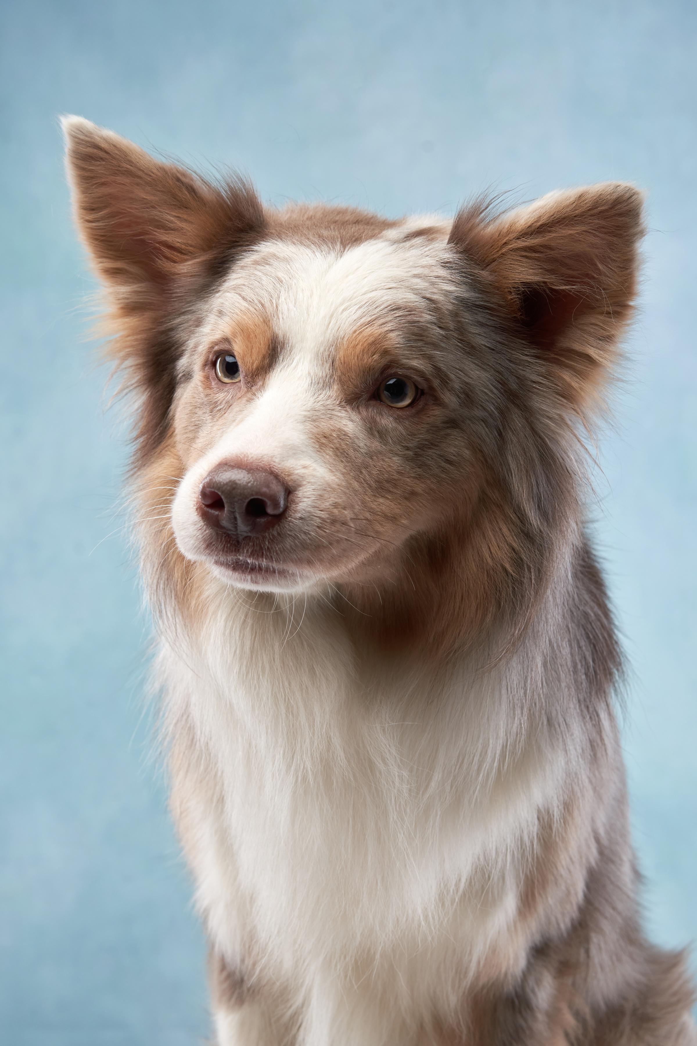 Team dog 2
